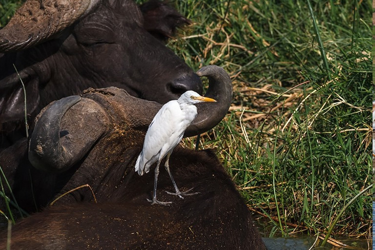 Lake Mburo National Park Pakasa Tours And Safaris