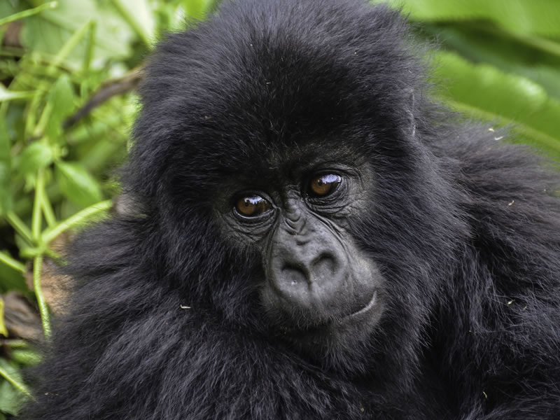 8 Day Uganda Gorilla Trekking Tour