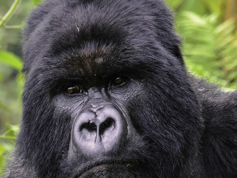 2 Days Gorilla Trekking Rwanda
