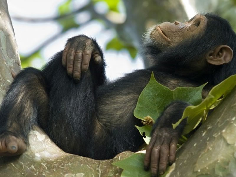 3 Day Chimpanzee Trekking Safari