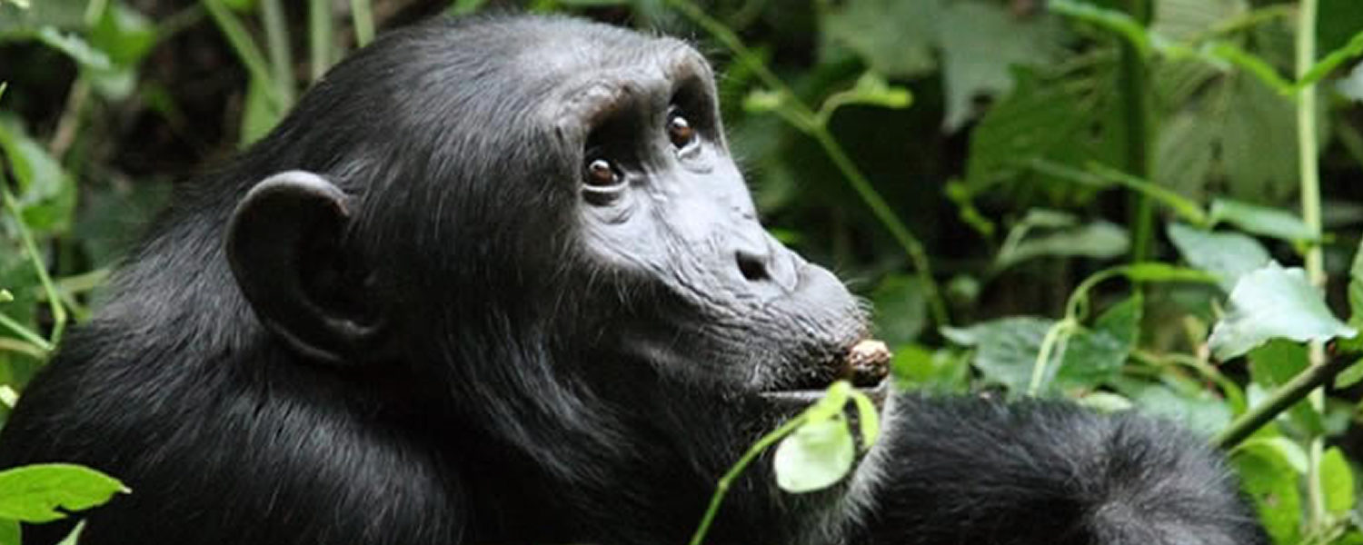 8 Day Uganda Gorilla Trekking Tour