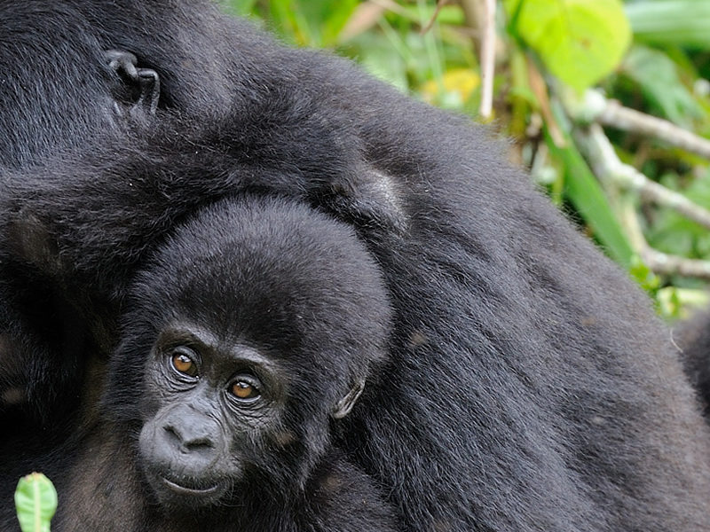 12 Days Gorillas, Chimps & Wildlife Safari