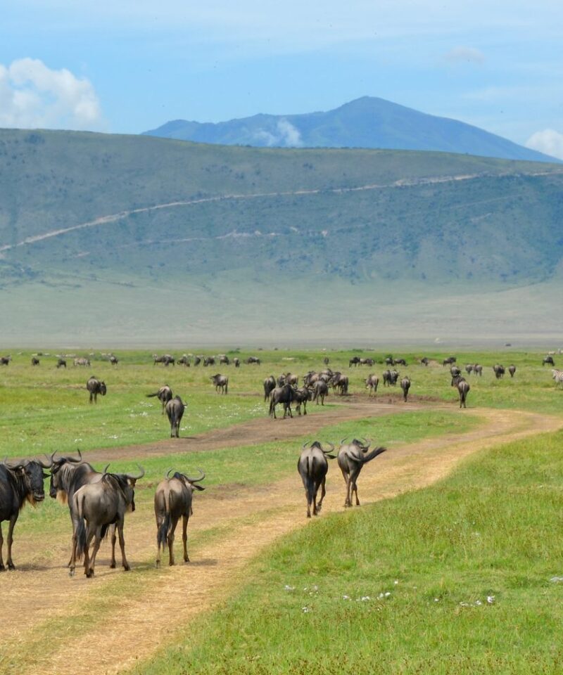3 Days Ngorongoro Crater