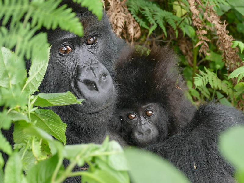 10 Days Gorilla trekking safari Uganda
