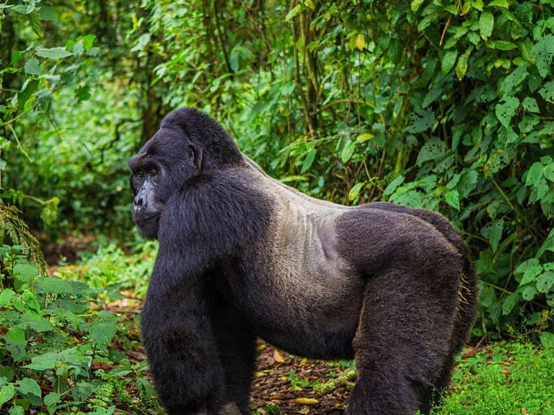 Gorilla Tours and safaris