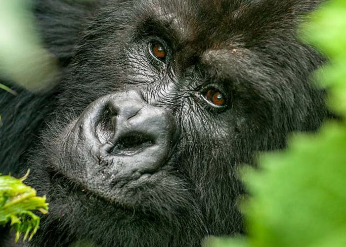 Bwindi Impenetrable National Park