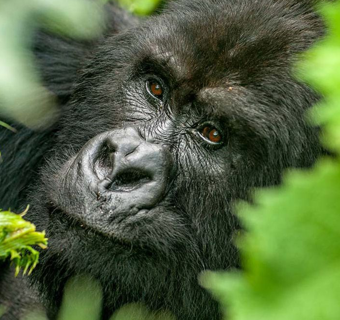 Bwindi Impenetrable National Park