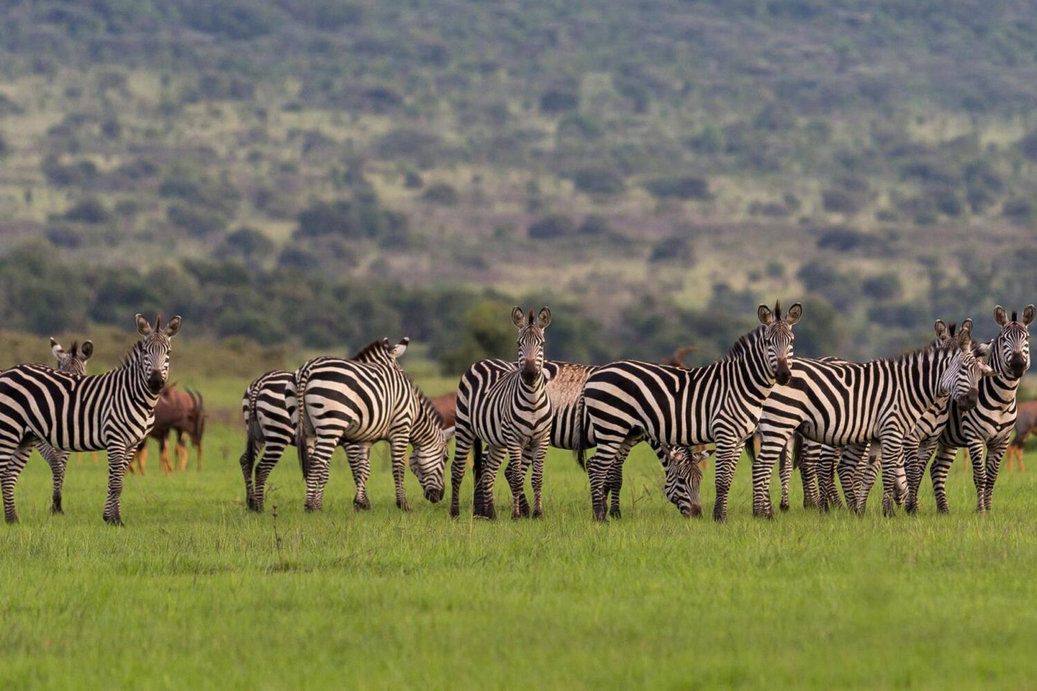 Akagera National Park