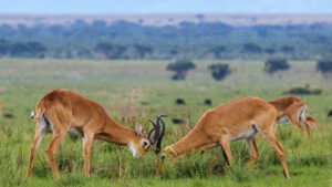 Pian Upe Game Reserve