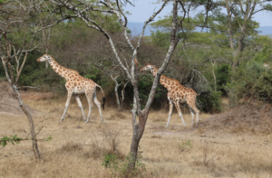 Bugungu Game Reserve - Attractions in Uganda