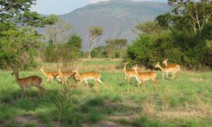 Toro Semliki Wildlife Reserve