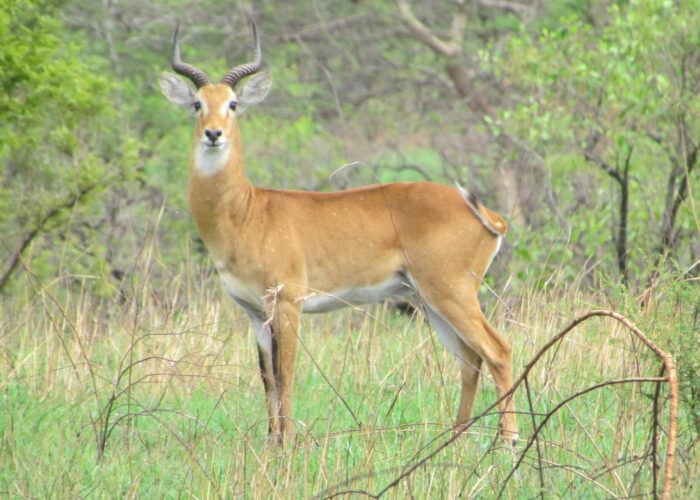 Toro Semliki Wildlife Reserve