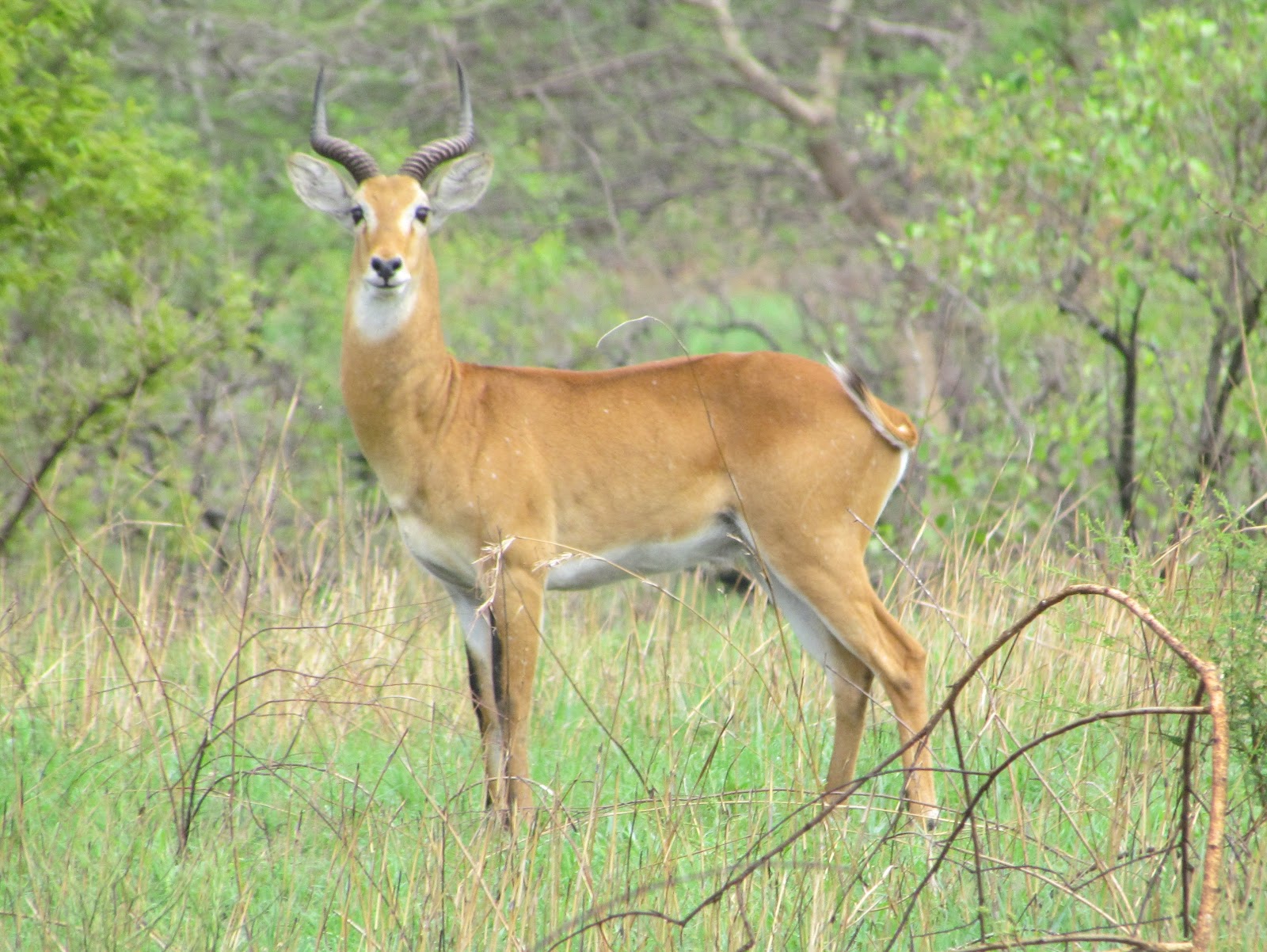 Toro Semliki Wildlife Reserve