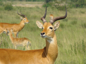 Bokora Corridor wildlife reserve