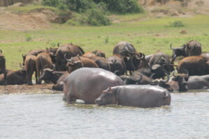 Kazinga channel