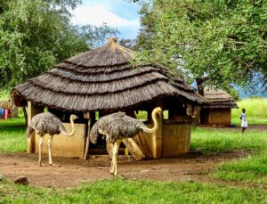 Bokora corridor wildlife reserve