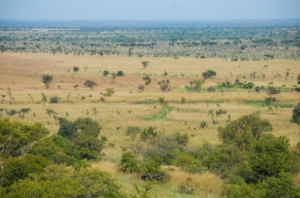 Pian Upe Game Reserve