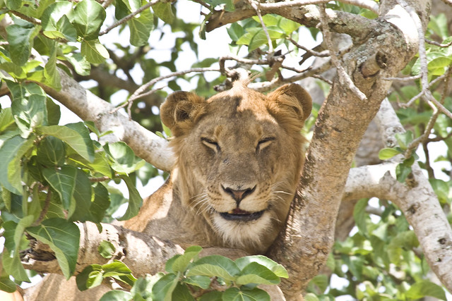 18 Days best of Uganda Safari