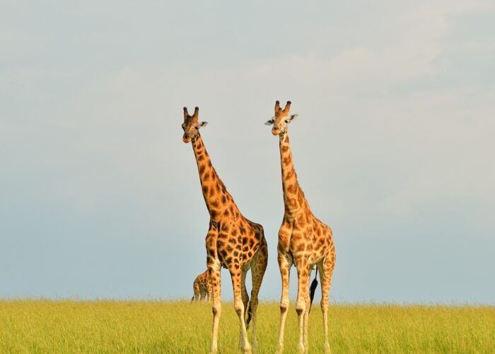 Wildlife safaris in Uganda