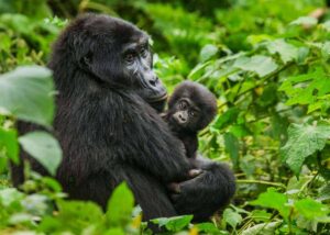 Gorilla trekking