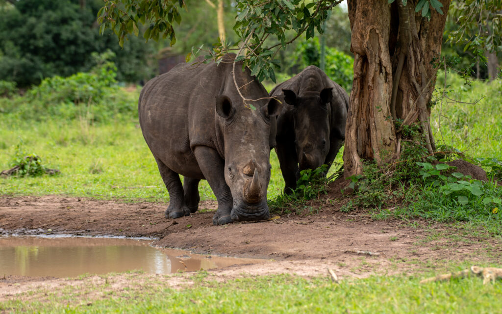Day Trip to Zziwa Rhino Sanctuary