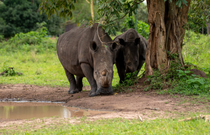 Day Trip to Zziwa Rhino Sanctuary