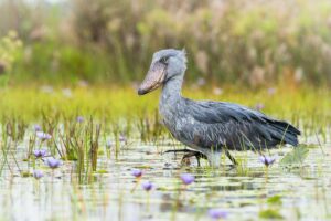 Bird watching in Uganda 