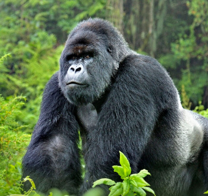 3-days-rwanda-gorilla-trekking-tour