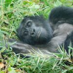 7 Unique Facts about Mountain Gorillas