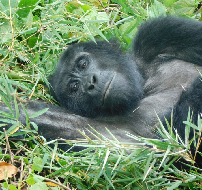 7 Unique Facts about Mountain Gorillas