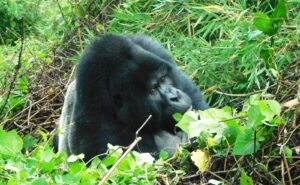 7 Unique Facts about Mountain Gorillas