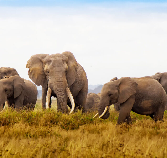 2-days-amboseli-safari-from-nairobi