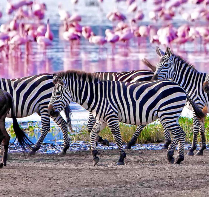 5-days-safari-to-lake-manyara-serengeti-ngorongoro-crater