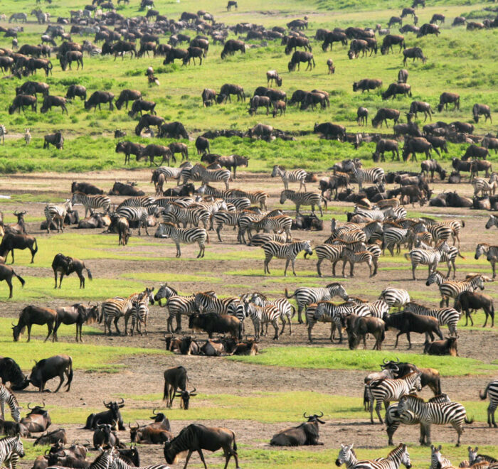 7-day-tanzania-luxury-safari-to-lake-manyara-serengeti-ngorongoro-crater