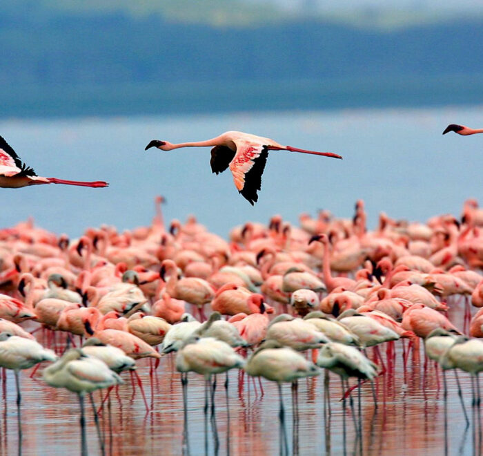 7-days-kenya-classic-safari-lake-nakuru-national-park