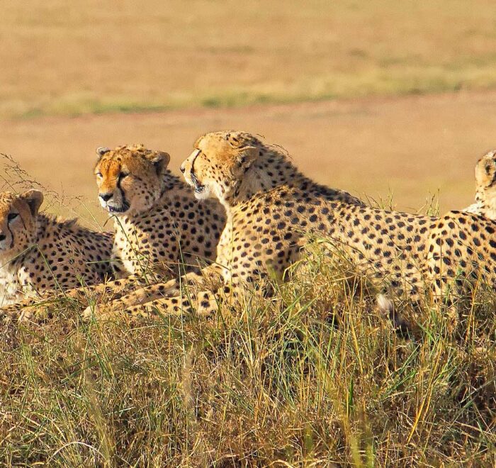 8-days-kenya-ultimate-treasures-safari