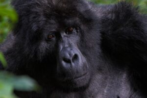 What to Expect on a Gorilla Trekking Adventure