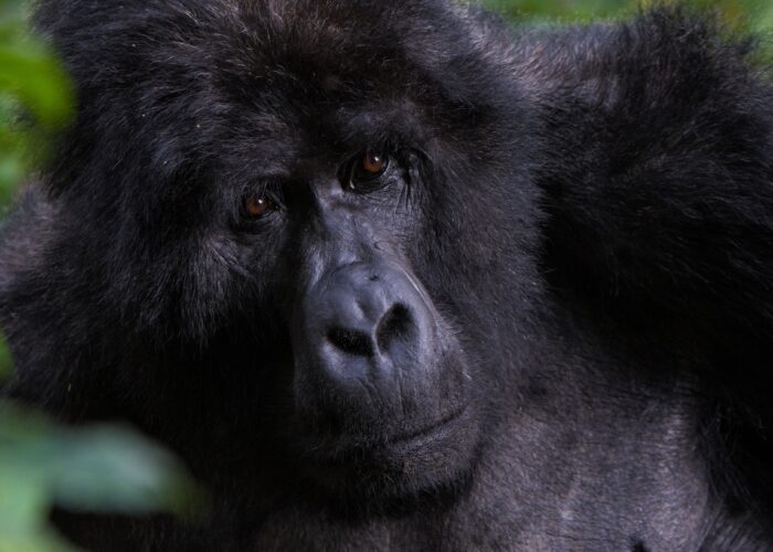 What to Expect on a Gorilla Trekking Adventure