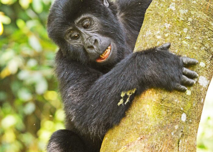 Mgahinga Gorilla National Park Adventure