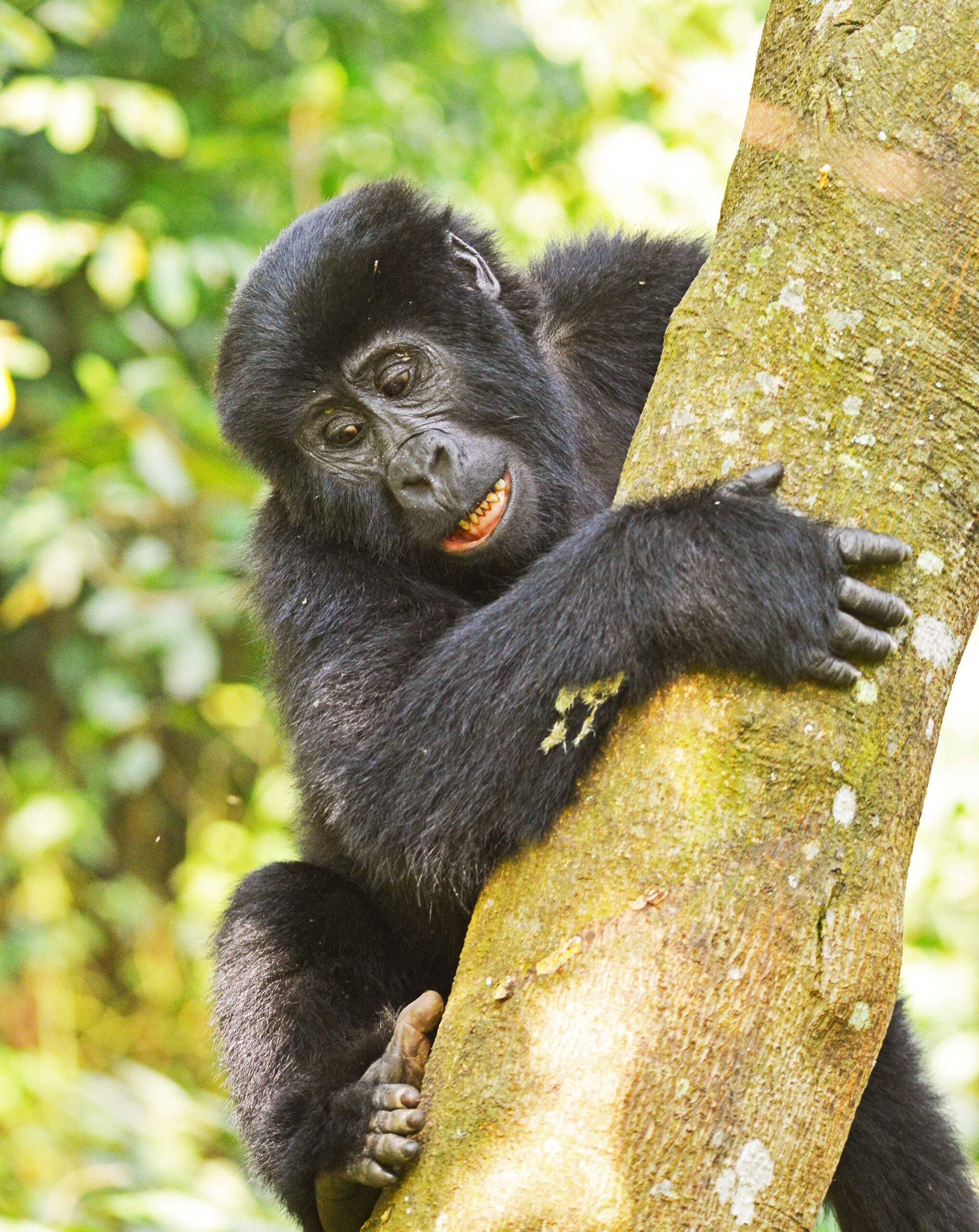 Mgahinga Gorilla National Park Adventure