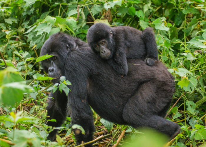 The Role of Females in Gorilla Groups