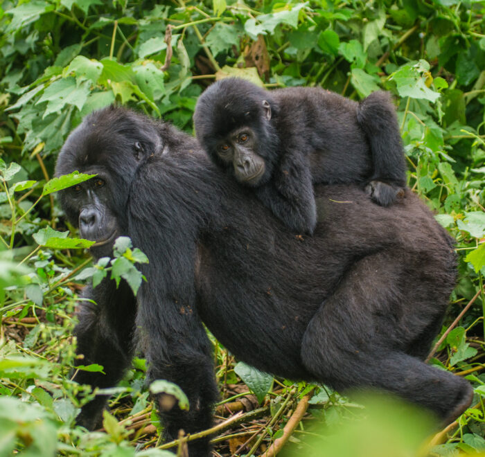 The Role of Females in Gorilla Groups