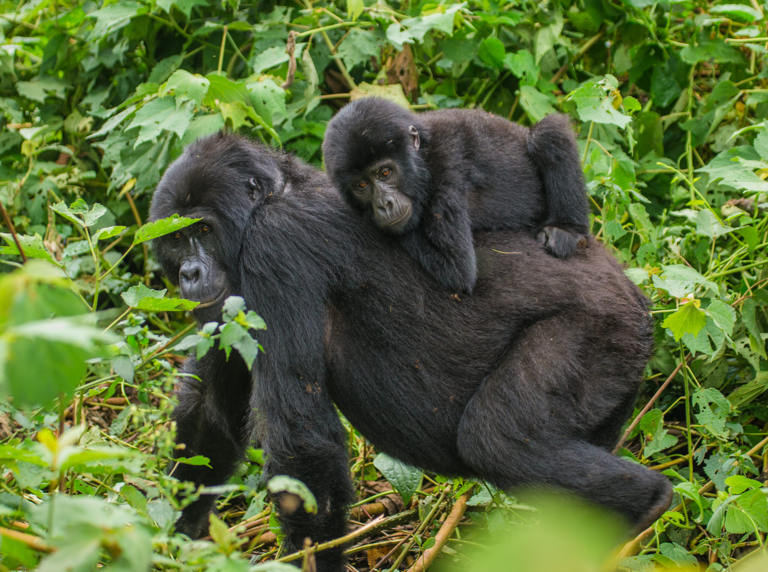 The Role of Females in Gorilla Groups