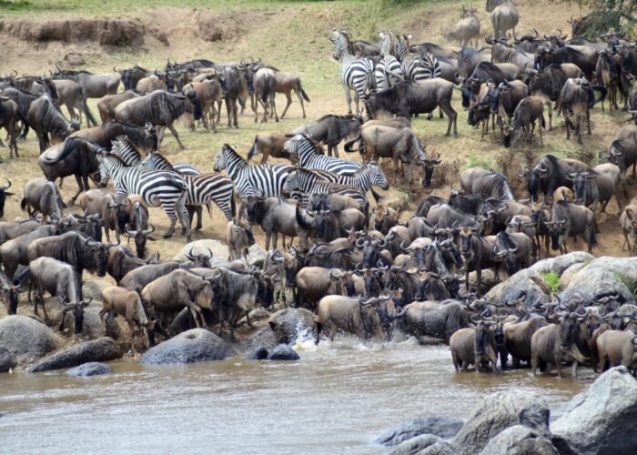 The Great Wildebeest Migration