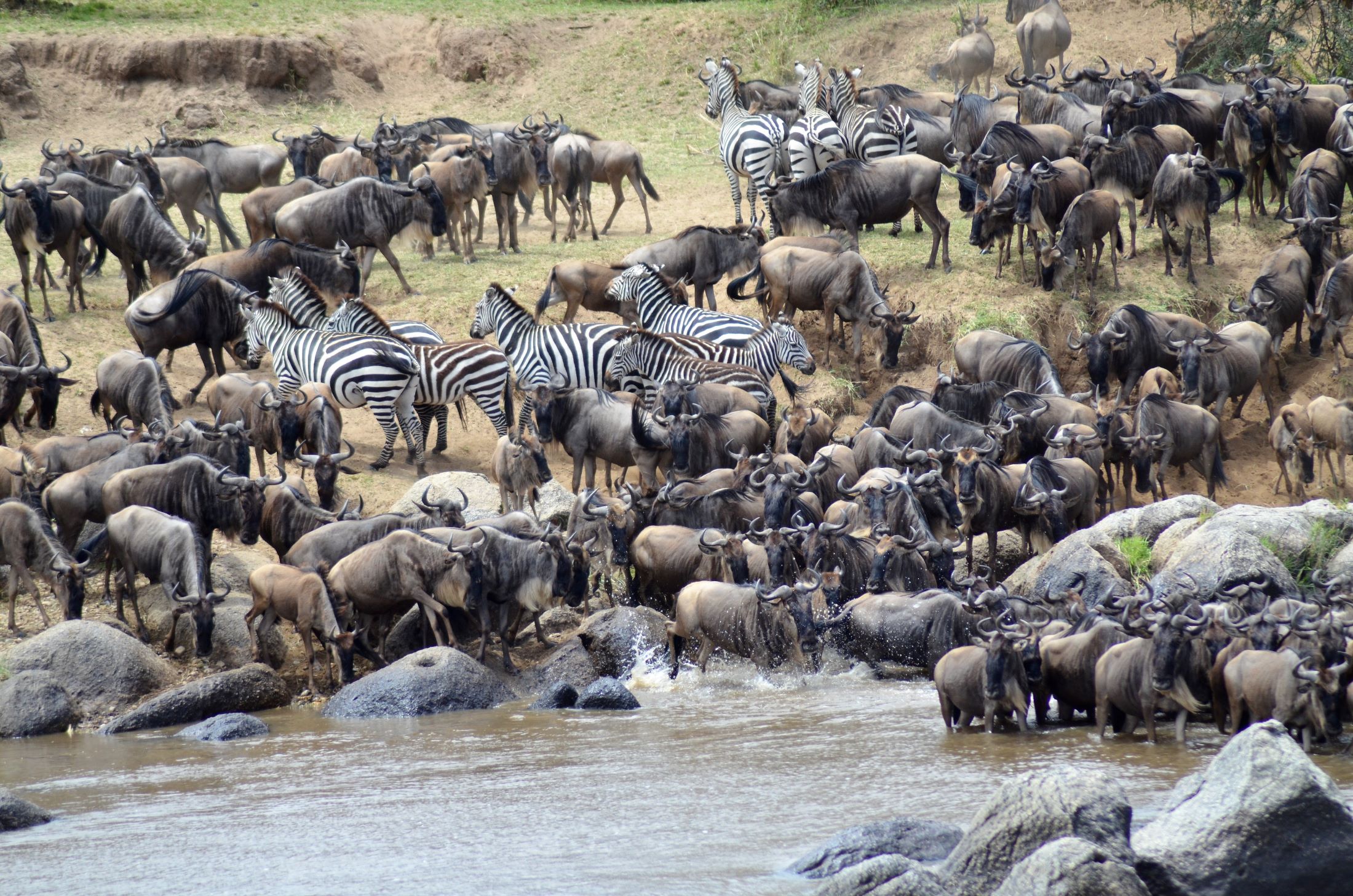 The Great Wildebeest Migration