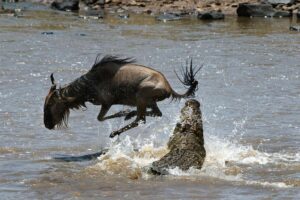 The Great Wildebeest Migration 