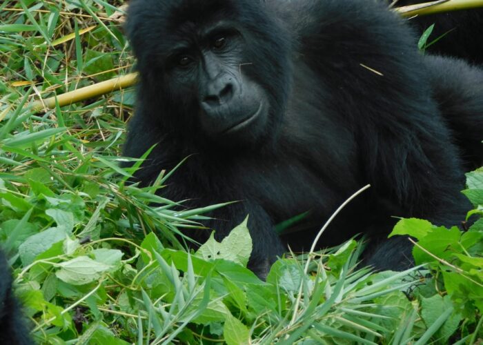 5 Days Gorillas and Hiking Safari