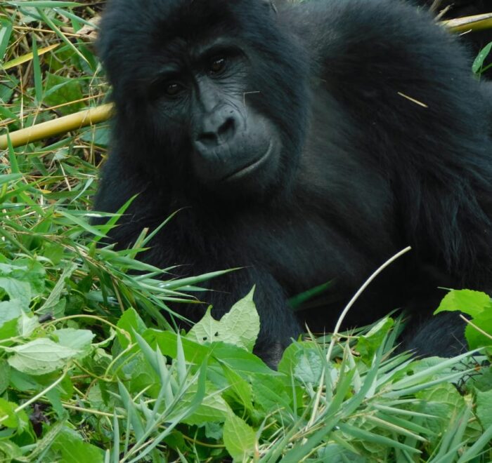 5 Days Gorillas and Hiking Safari