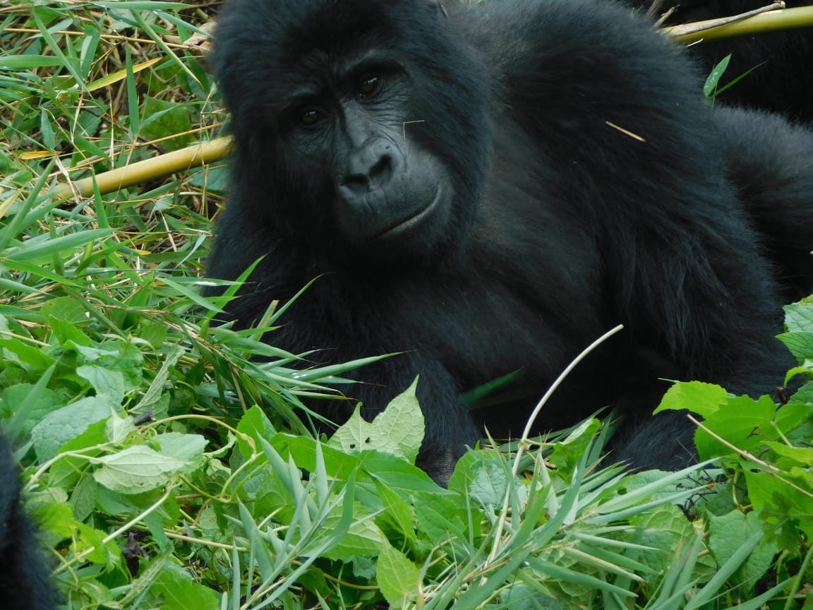 5 Days Gorillas and Hiking Safari