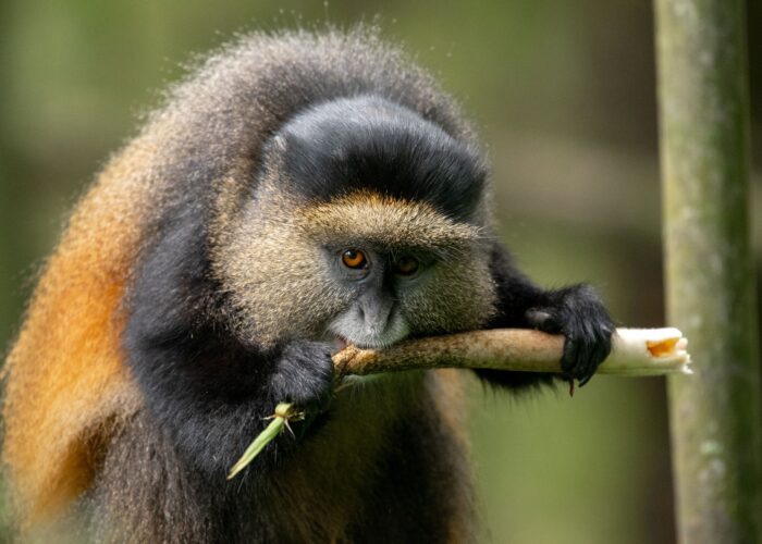 Unique Facts About Golden Monkeys in Uganda